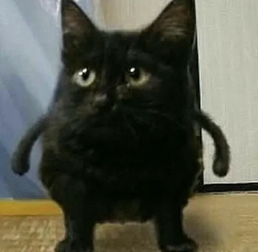 Эмодзи Котики