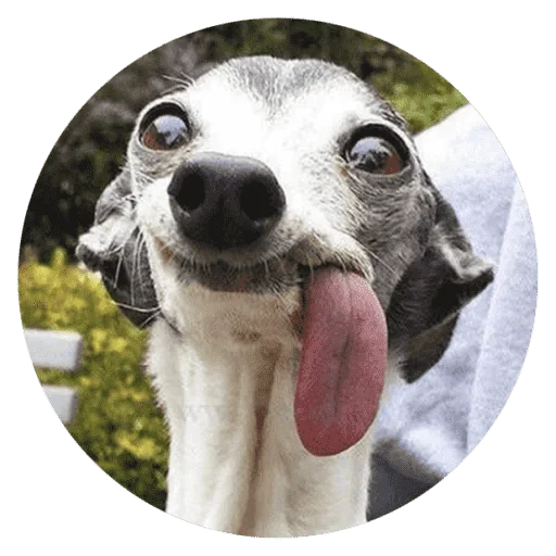 🐶