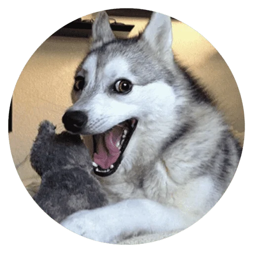 Эмодзи Funny Stupid Dogs