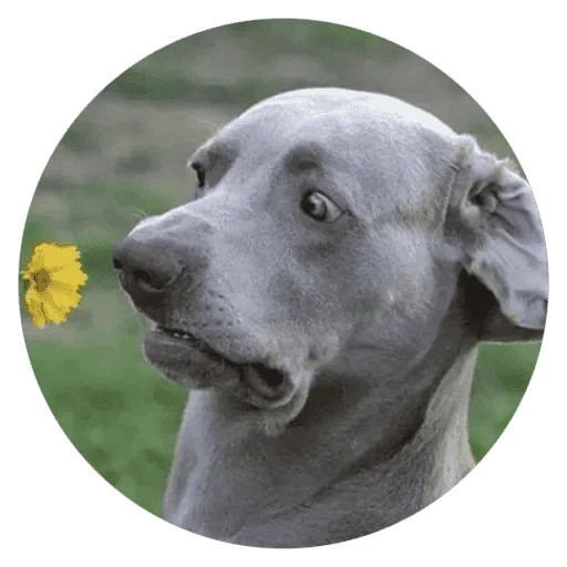 Эмодзи Funny Stupid Dogs