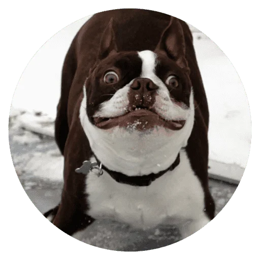Эмодзи Funny Stupid Dogs