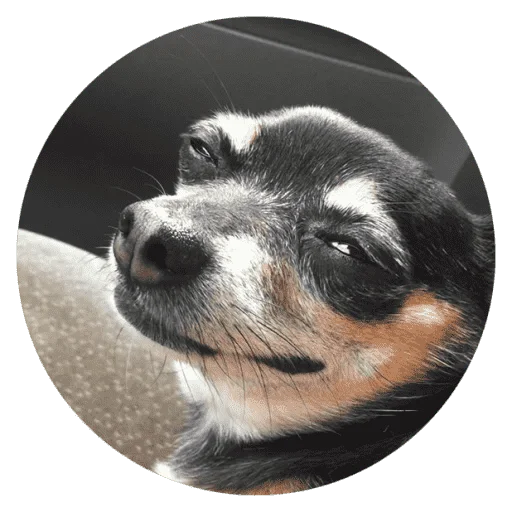 Эмодзи Funny Stupid Dogs