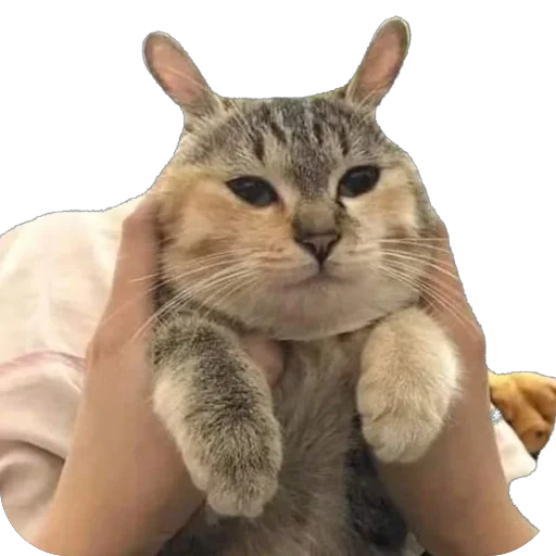 Эмодзи Funnymals