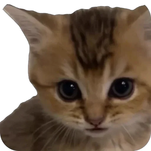 Эмодзи Funnymals