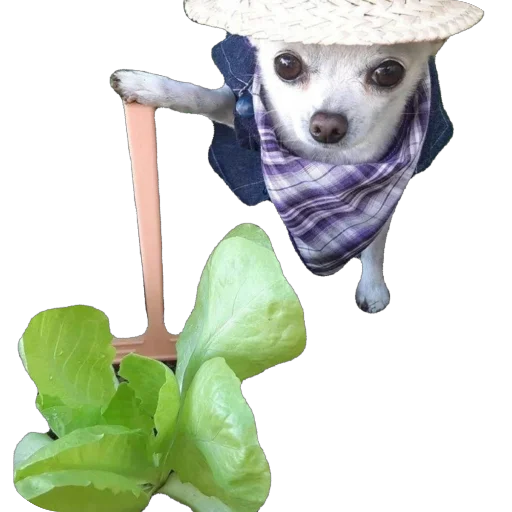 Эмодзи Funnymals