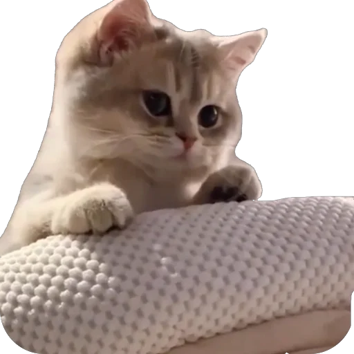 Эмодзи Funnymals