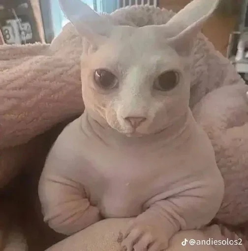 Эмодзи Cats