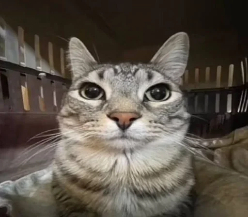 Эмодзи Cats