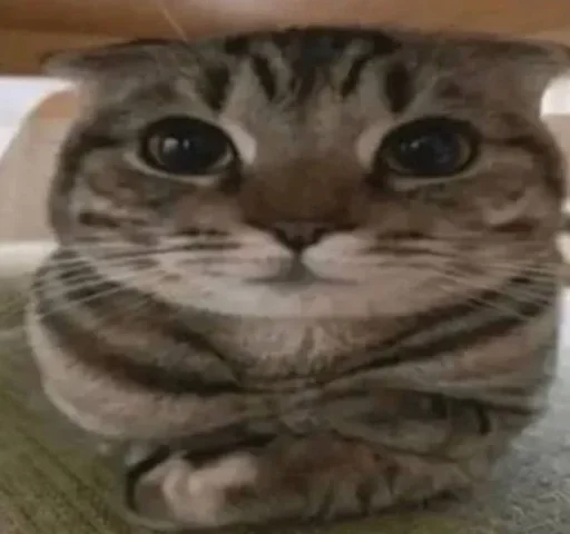 Эмодзи Cats