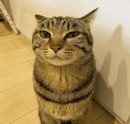 Эмодзи Cats
