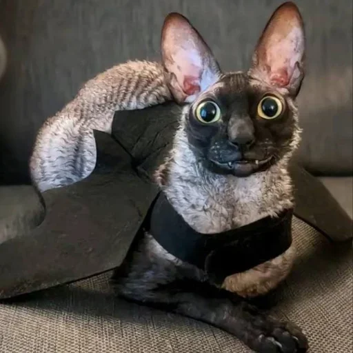 Эмодзи Cats
