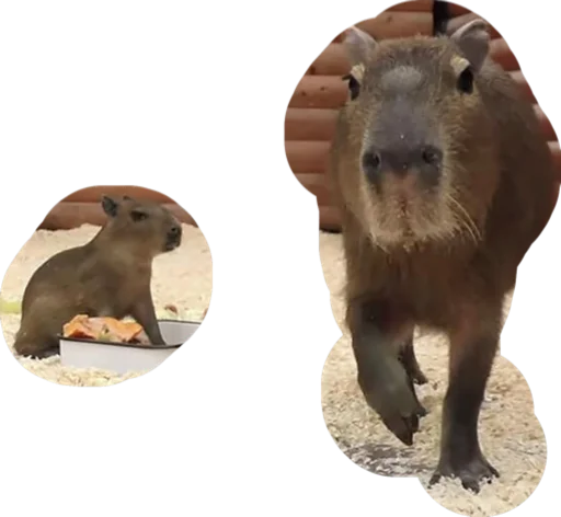 Эмодзи Kapibara