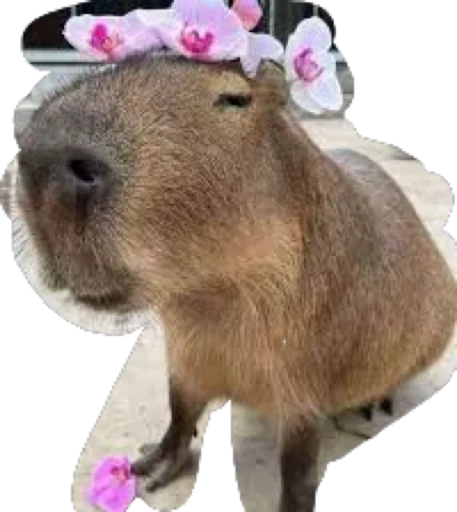Эмодзи Kapibara