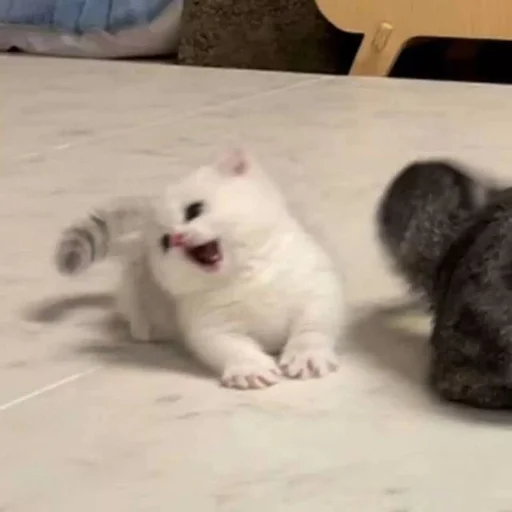 Эмодзи Catto