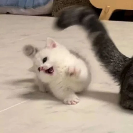 Эмодзи Catto