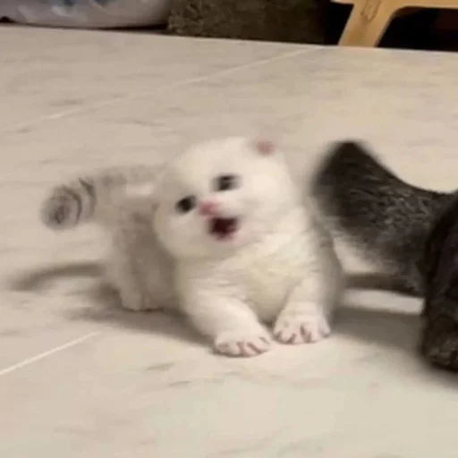 Эмодзи Catto