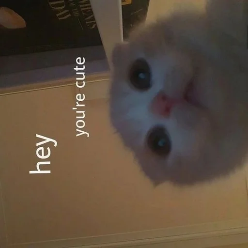 Эмодзи Catto