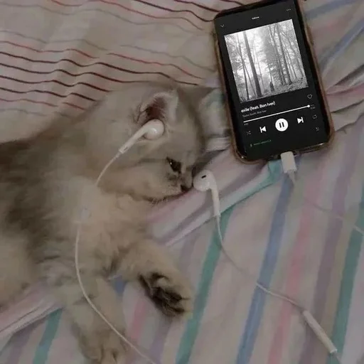 Эмодзи Catto