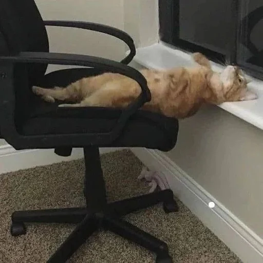 Эмодзи Catto