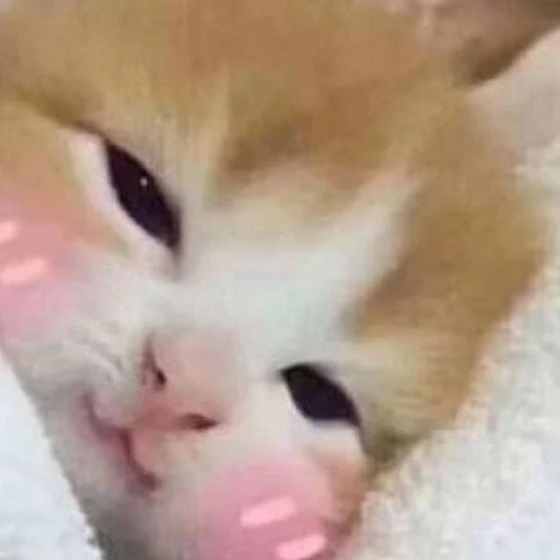 Эмодзи мяу мяу