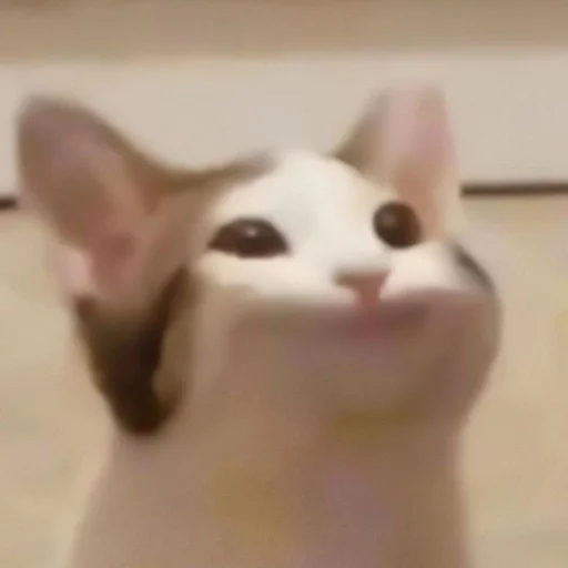 Эмодзи мяу мяу