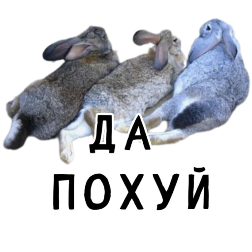 Эмодзи Гнилые кролики