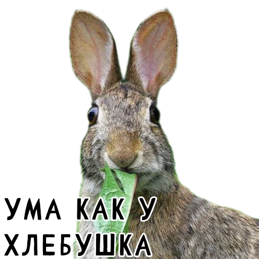 Эмодзи Гнилые кролики
