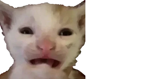 🐈
