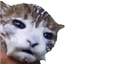 Эмодзи Cats | Котики