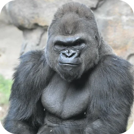 Эмодзи Gorilla