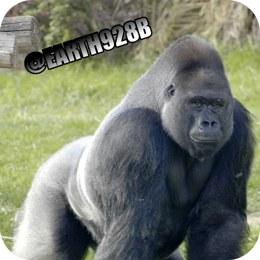 Эмодзи Gorilla