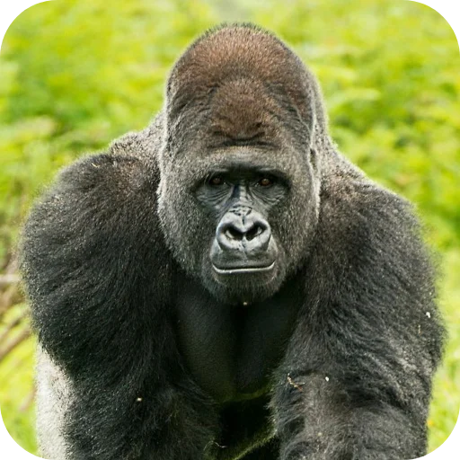 Эмодзи Gorilla