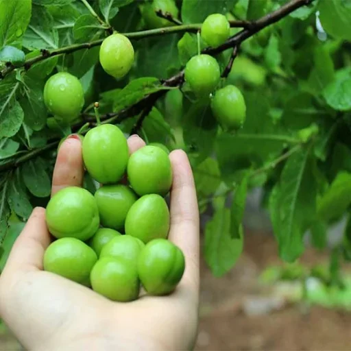 Эмодзи Green Time