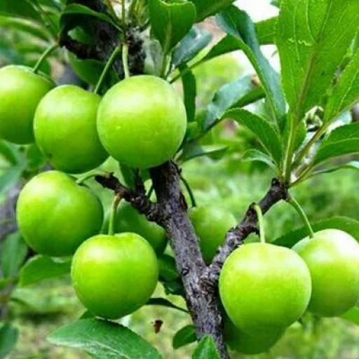 Эмодзи Green Time