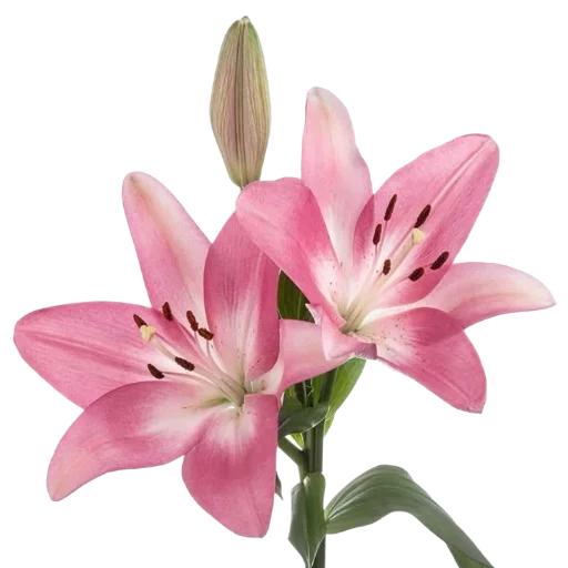 🌸