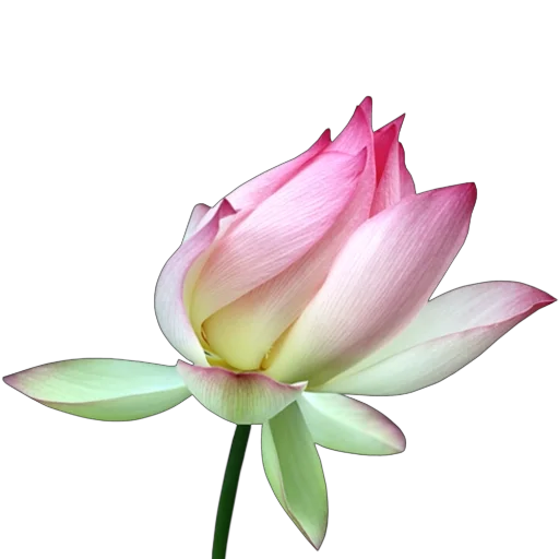 Эмодзи Green Pink
