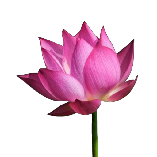 Эмодзи Green Pink