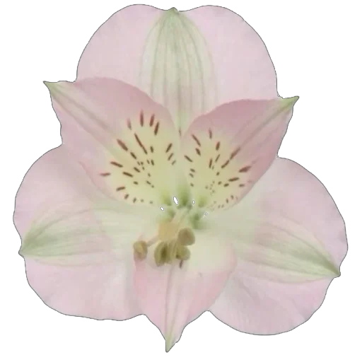 Эмодзи Green Pink