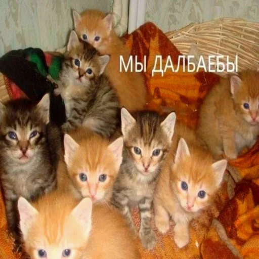 Эмодзи АХАХАХАХА хуета