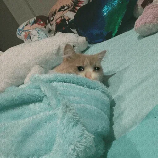 Эмодзи Hagh Pack Cat