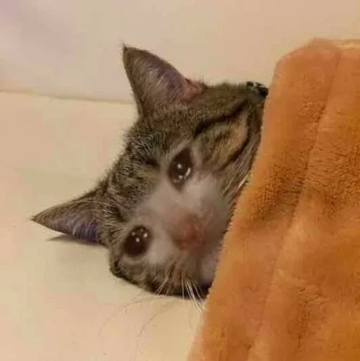 Эмодзи Hagh Pack Cat