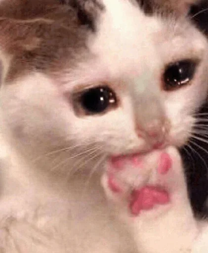 Эмодзи Hagh Pack Cat