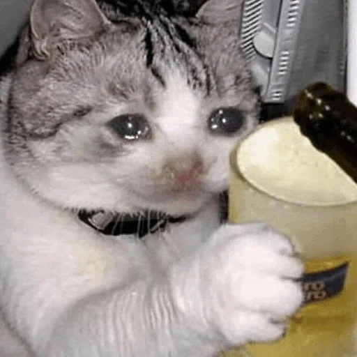 Эмодзи Hagh Pack Cat