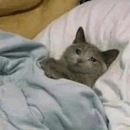 Эмодзи Hagh Pack Cat