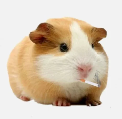 Эмодзи ХоМяЧиЙ дВиЖ