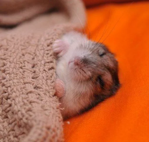 Эмодзи Hamster Kiana
