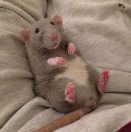 Эмодзи Hamster Kiana