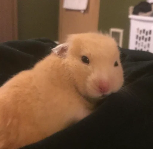 Эмодзи Hamster Kiana