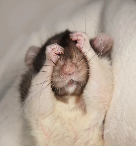 Эмодзи Hamster Kiana
