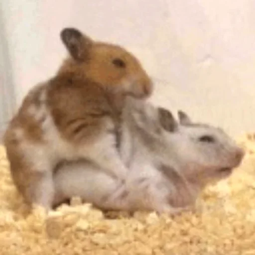 Эмодзи Hamsters